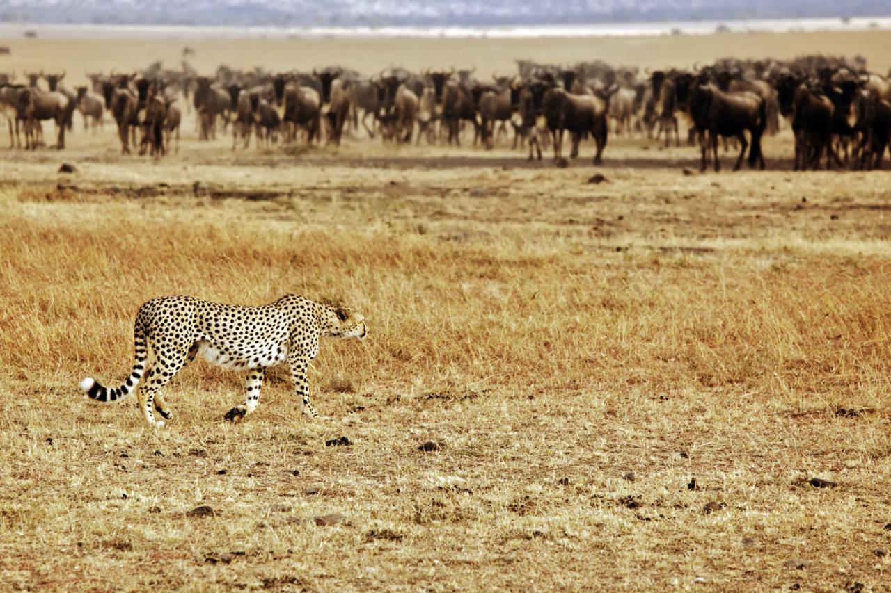 Masai Mara - Kto z koho. Tvrdšie než kapitalizmus