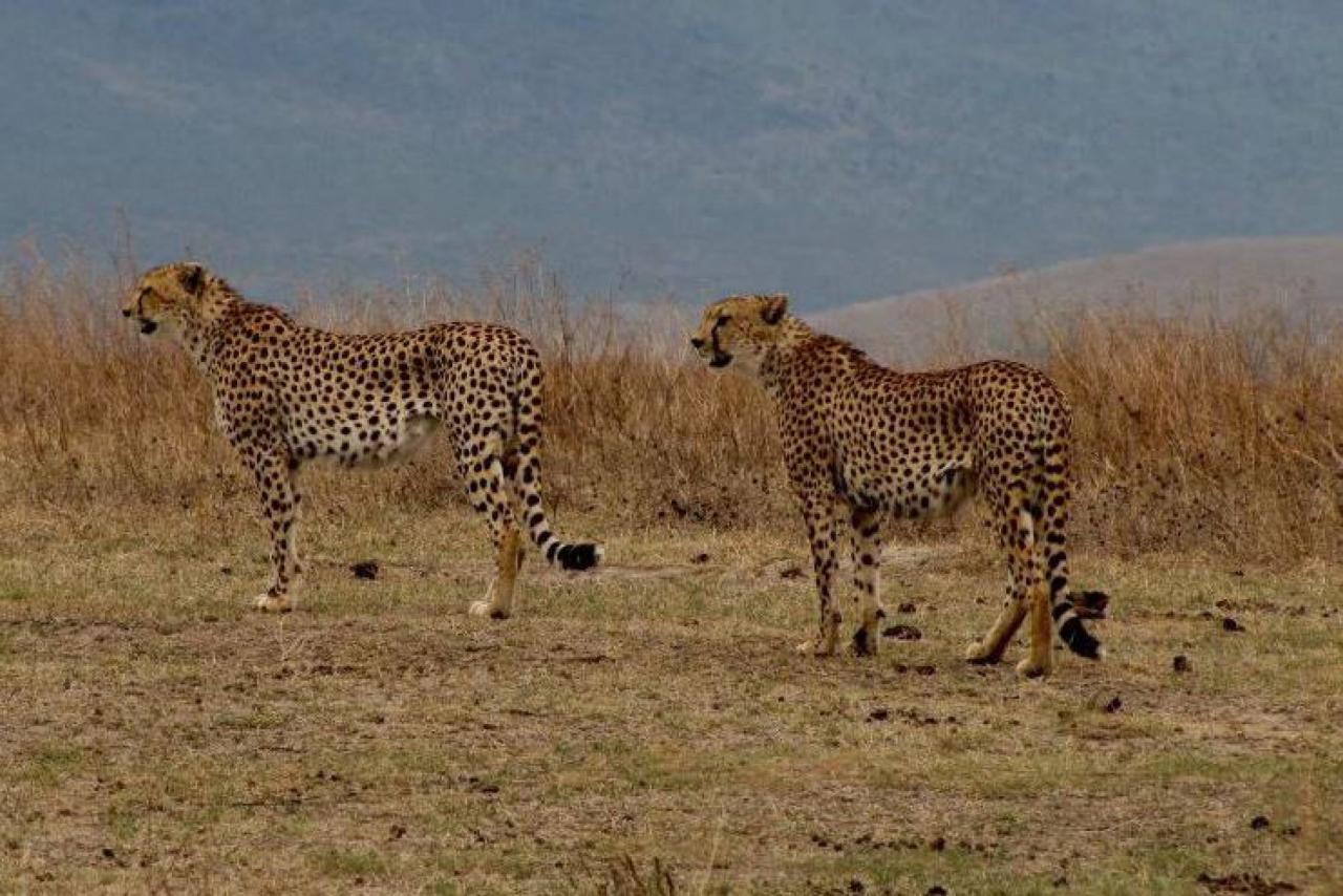 Masai Mara - S istotou predátora