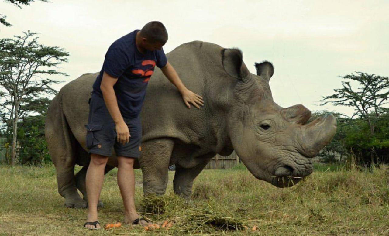 Ol Pejeta Reserve. JeDeň z posledných žijúcich nosorožcov tupon