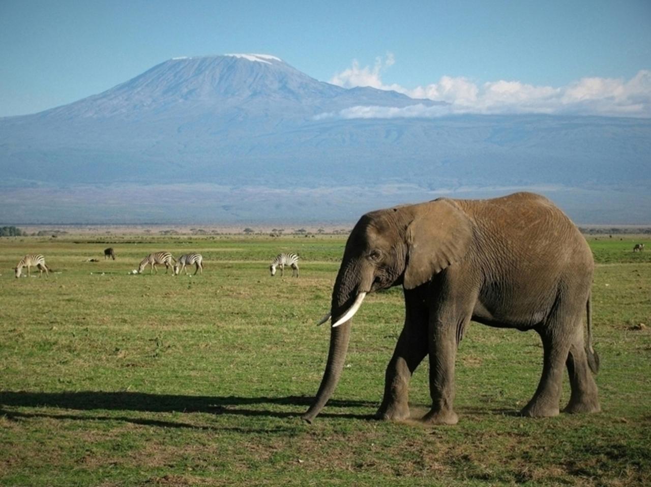 Vitajte na Safari pod Kilimandžárom. Toto je to miesto, kde si