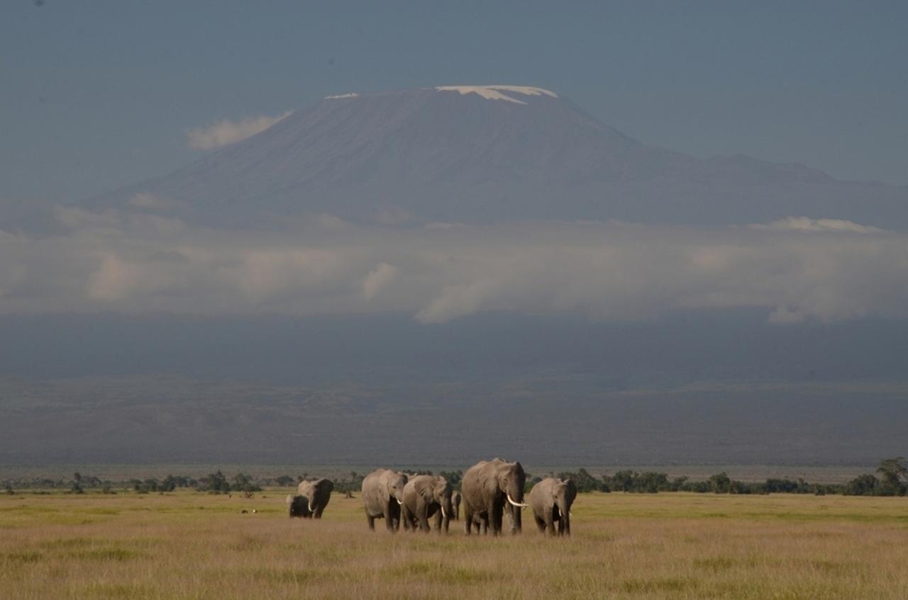 Slonie stáda preslávili tento park. V Amboseli sa udomácnil výs