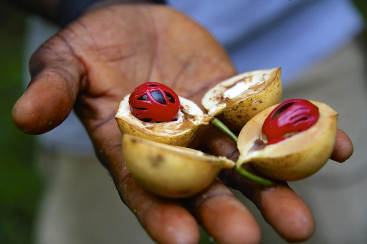 Zanzibar = Ostrov korenia. Muškátový oriešok = vôňa Zanzibaru