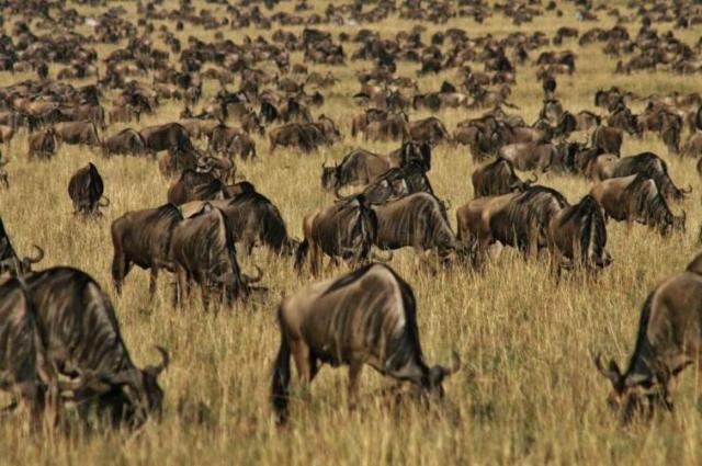 Masai Mara - V období migrácie sa po savane presúva približne 1