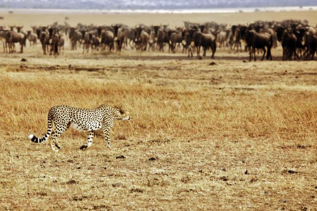 Masai Mara - Kto z koho. Tvrdšie než kapitalizmus