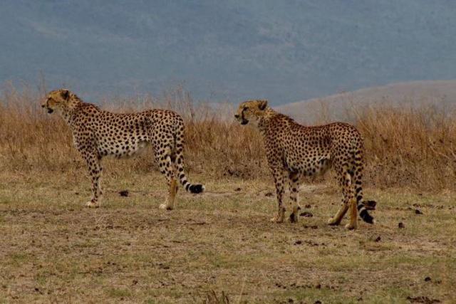 Masai Mara - S istotou predátora