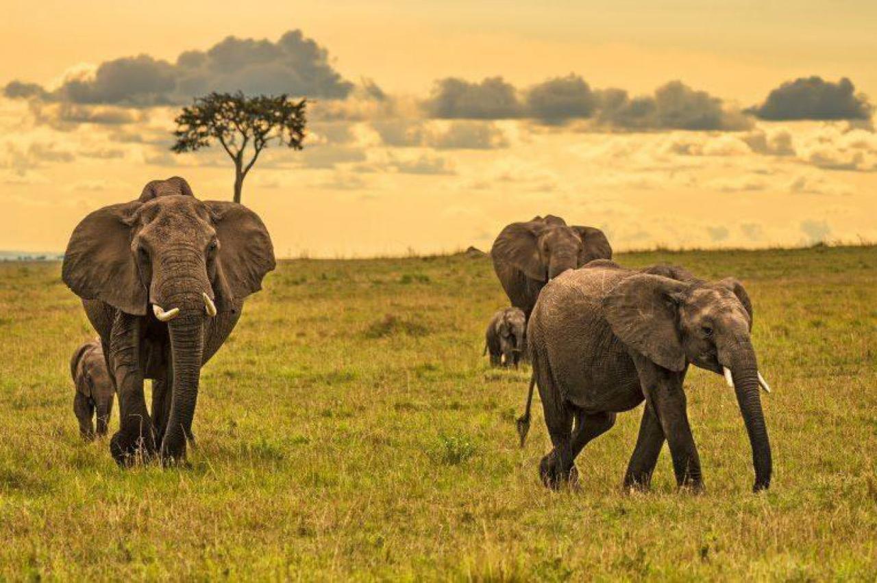 Masai Mara - slonia rodinka na savane
