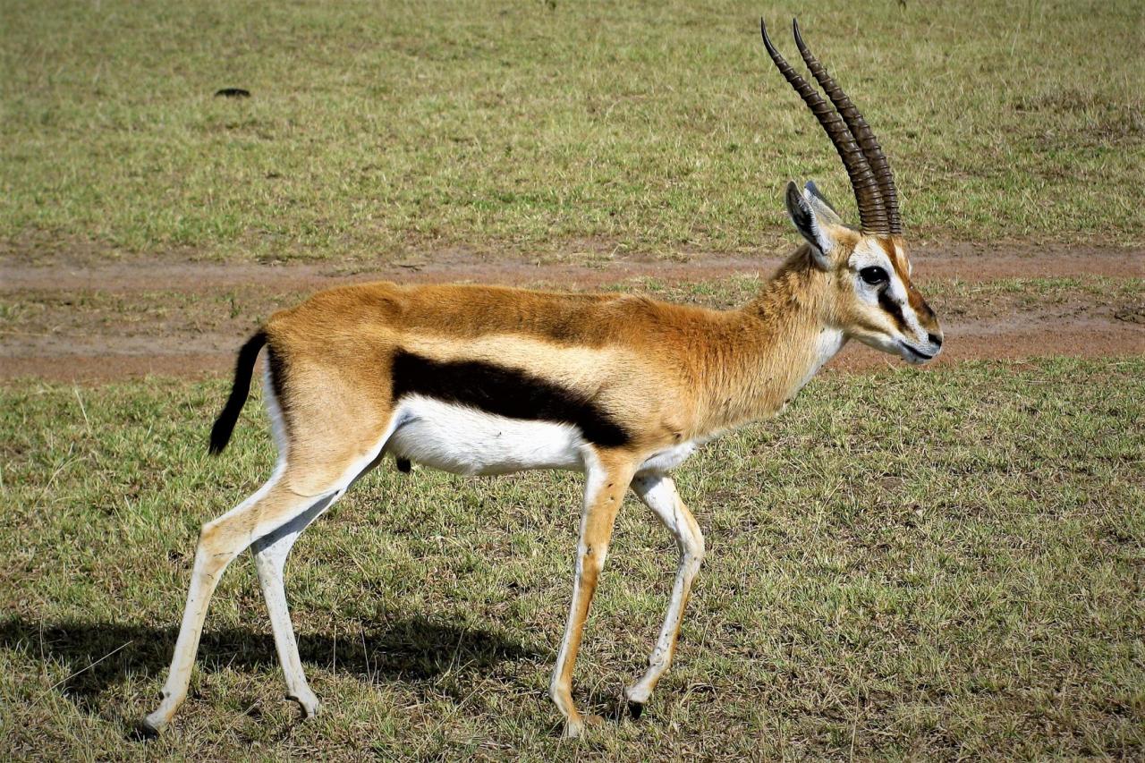 Gazela thompsonova je najrozšírenejšia antilopa na savane a je