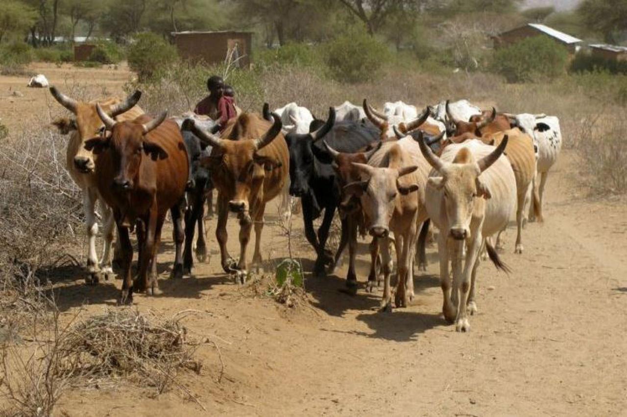 Oblasť Masai Mara - hrdí pastieri ženú dobytok k napájadlám a n