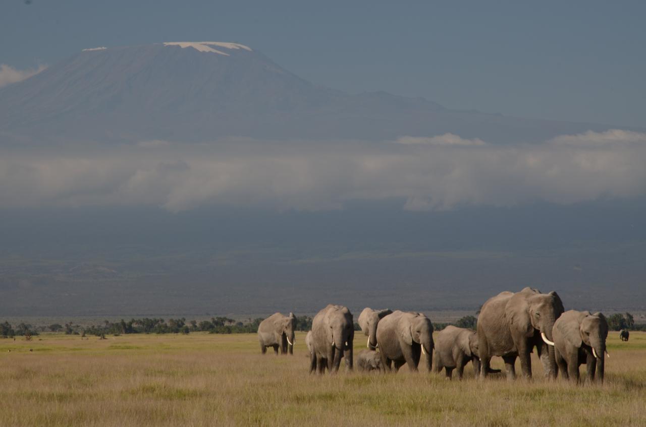Národný park Amboseli je známy ako Safari pod Kilimandžárom