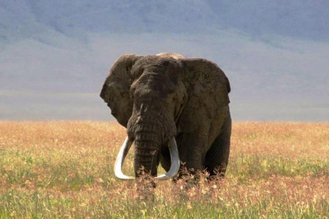 Kráter Ngorongoro - na dno schádzajú iba veľké samce slonov
