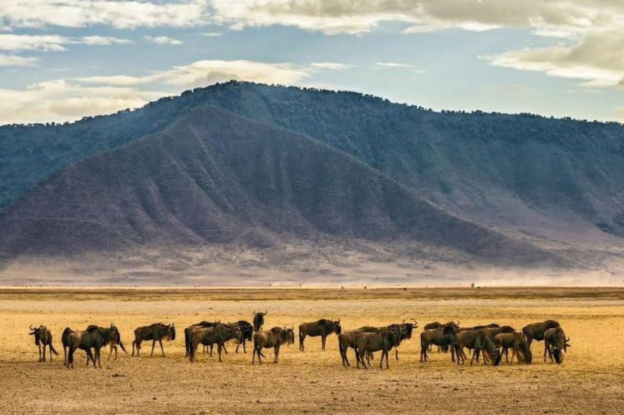 Kráter Ngorongoro - pakone sú najpočetnejším druhom na dne krát