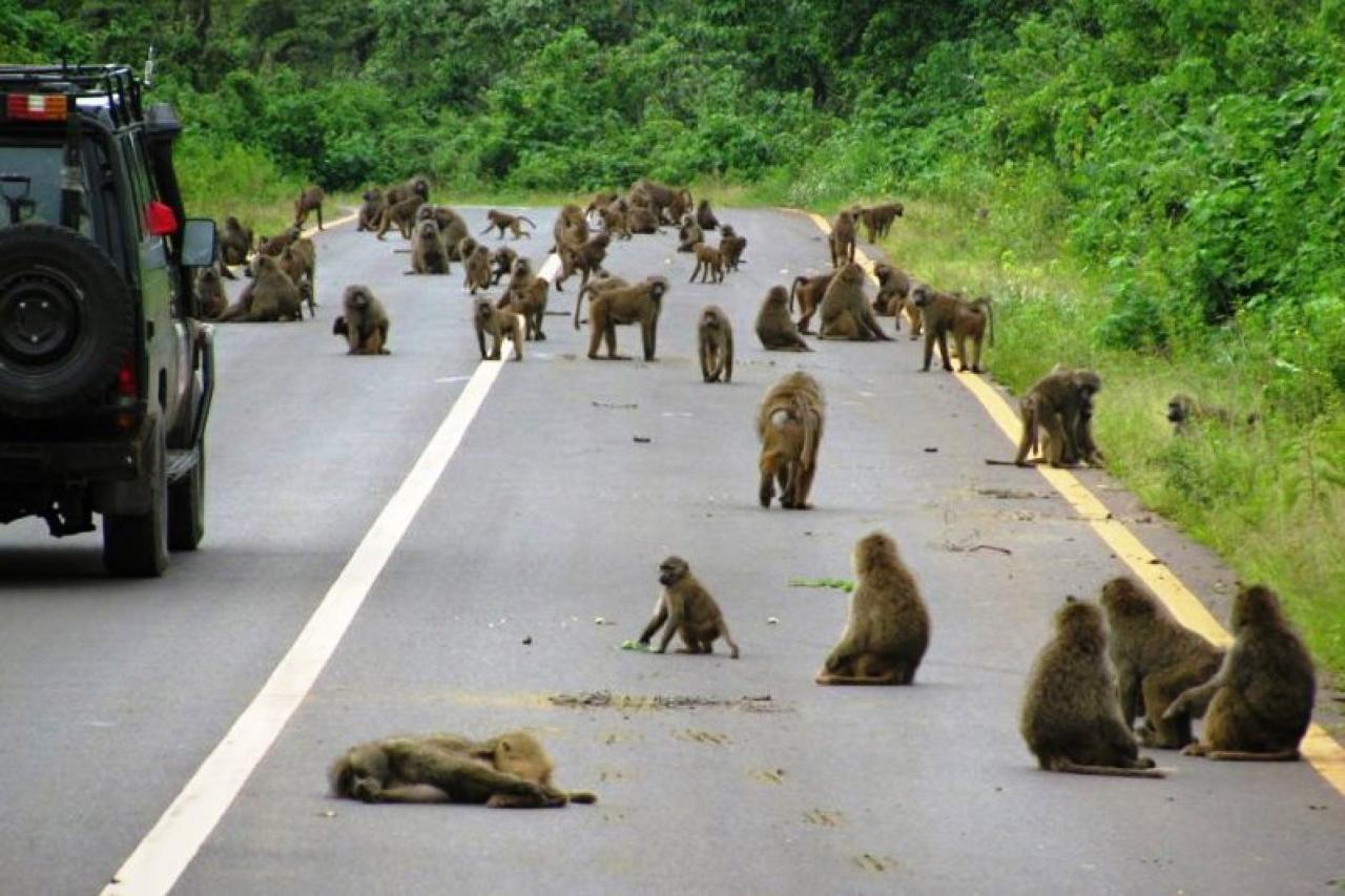 Kráter Ngorongoro - rozlúčka s kráterom a safari