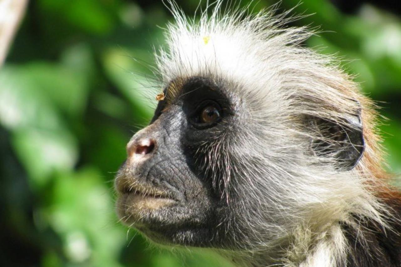 Zanzibar - Jozani forest, gueréza červená, opica ktorú nenájdet