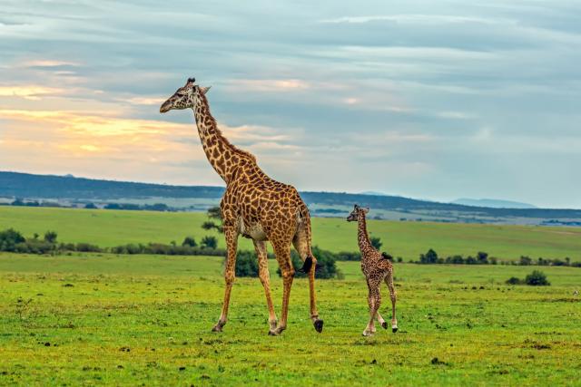 Masai Mara - najvyšší obyvatelia Afriky