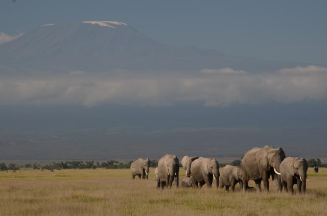 Národný park Amboseli je známy ako Safari pod Kilimandžárom