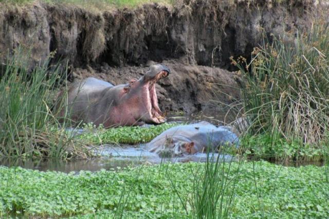 Kráter Ngorongoro - nie je úplne jasné, ako sa sem hrochy dosta