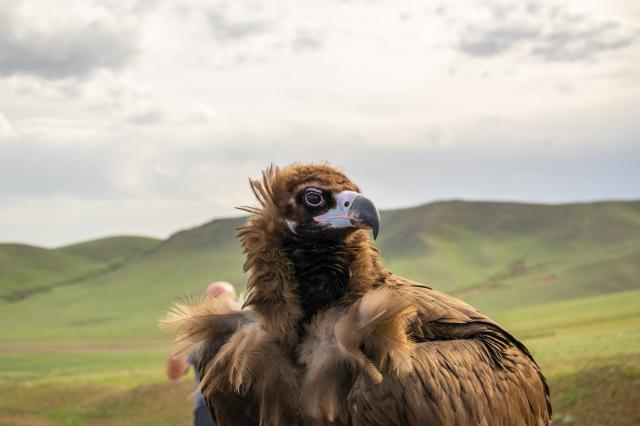 Orol je symbolom málo známeho Mongolska. foto: Martin Lipinský 