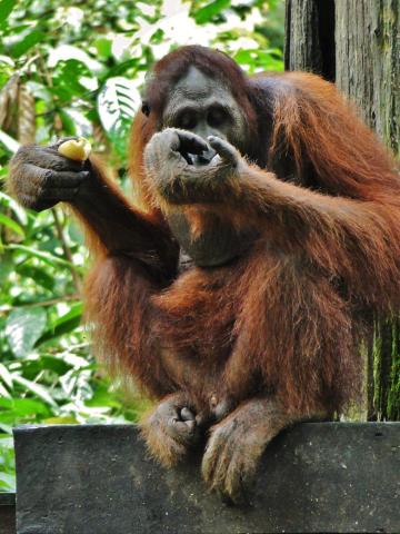 Orangutany majú na ostrove Borneo svoj domov