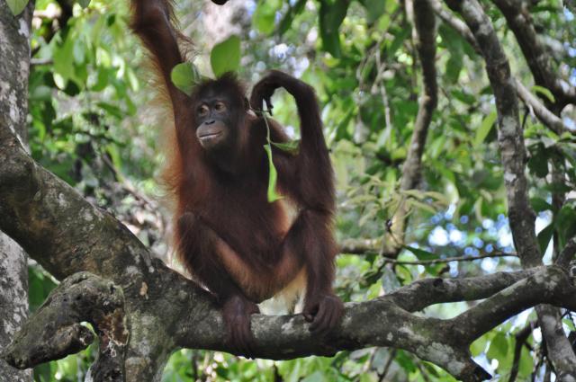 Stretnutie s orangutanmi bude nezabudnuteľným zážitkom