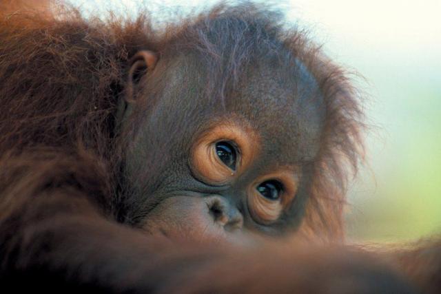 Borneo a jeho orangutany