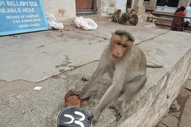 Vždy v strehu. Hanuman nás stráži. Foto: Ján Zachar, 