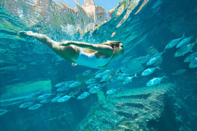 Priamo v hoteli Atlantis Paradise Island si môžete zaplávať spo