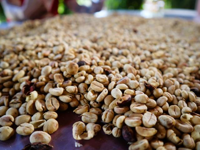Sme v regióne kávy: oficiálne sa volá „Zona Cafetera“. Všetko t