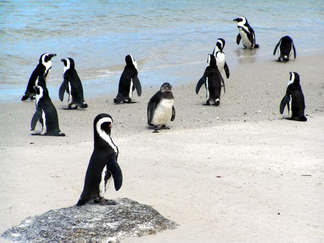 Simons Town - prvý pár tučniakov sem zavítal nedávno, ale odvte
