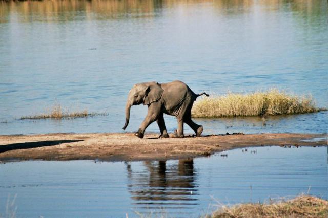 Chobe NP - v tomto národnom parku je najväčšia hustota slonov v