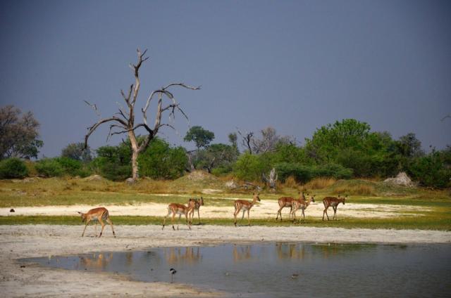 Impala je najpočetnejšia antilopa nielen v Chobe, ale vo viacer