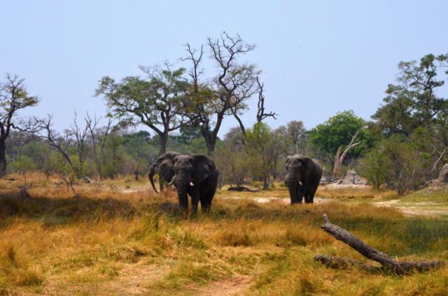 Kruger NP - Budeme hľadať stáda slonov