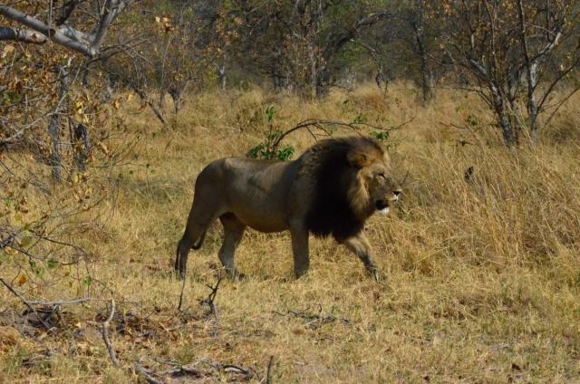 Kruger NP - levie samce s čiernou hrivou sa objavia zriedka, al