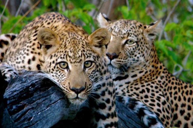Kruger NP - leopard je nočný lovec a cez deň sa ukrýva na strom
