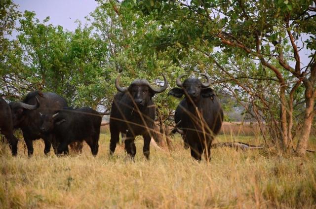 Kruger NP - stádo byvolov môže byť nebezpečnejšie ako šelmy