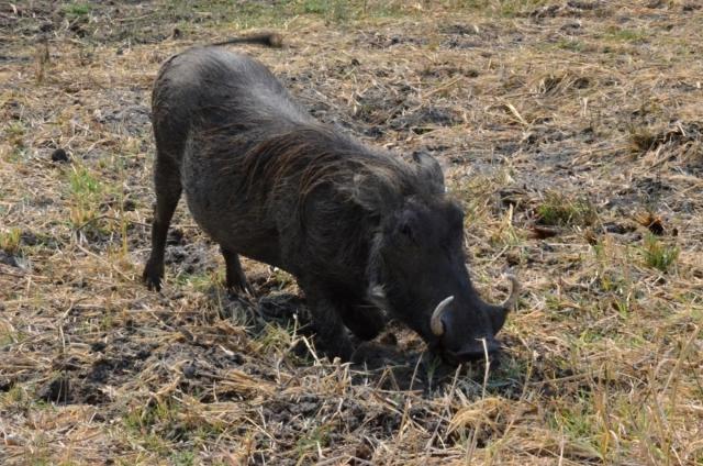Kruger NP - prasa savanové, tu si vysvetlíme ako sa líši od pra