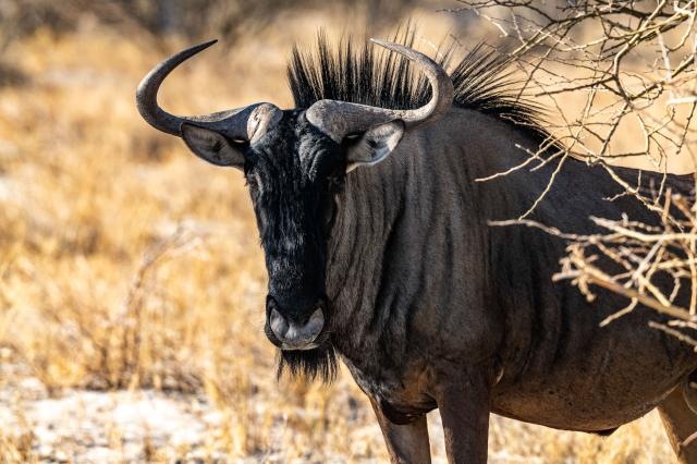 Etosha je jedným z najlepších safari v Afrike. Slané jazerá, ze