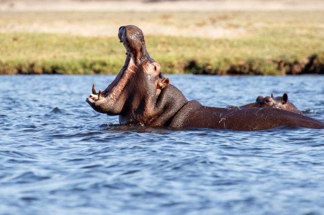 Hroch najnebezpečnejšie zviera Afriky, Botswana