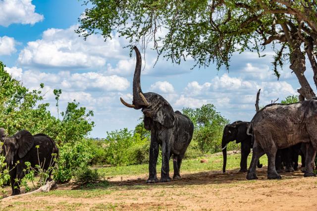 V Chobe žije najväčší počet slonov na svete. foto: Tomáš Hulík 