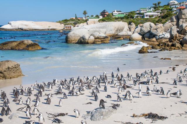 Tučniaky na pláži Boulders v Simons Town - usadili sa tu len ne