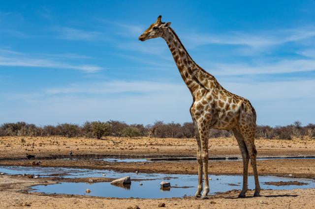 Dlho očakávané safari. Arabský výmysel, ktorý si dosýta užijete