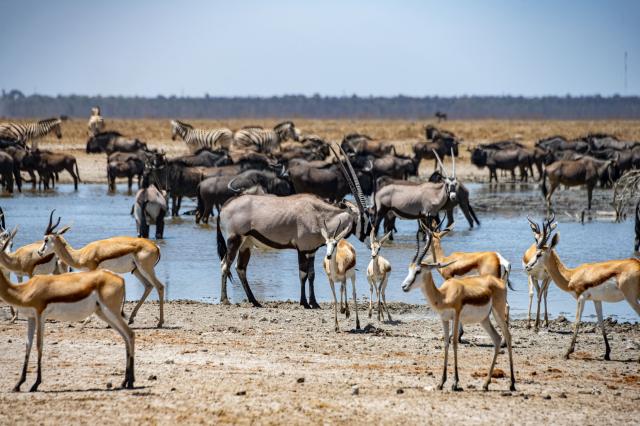 Africká fauna je legendárna a národný park Etosha Vám ukáže svo