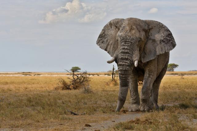 Etosha national park je známy svojimi obrovskými slonmi.