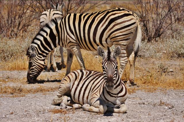 Namíbia - Etosha NP, zebry damarské sa tu vyskytujú v určitých 