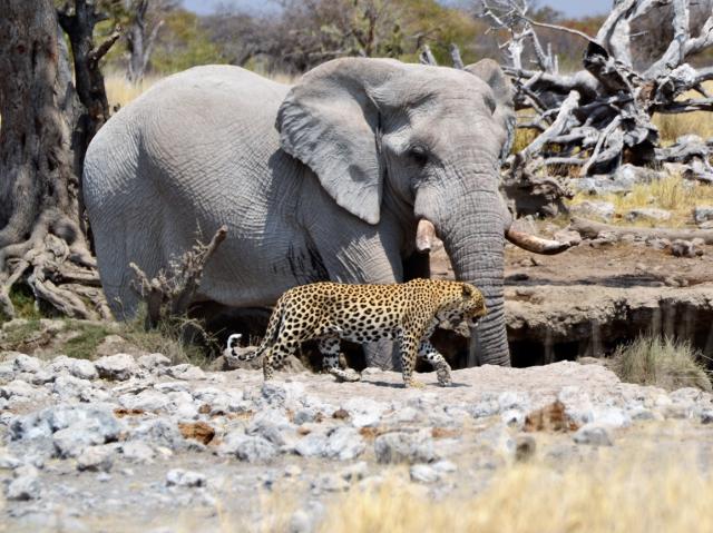 ETOSHA je známa množstvom antilop, zebier, žiráf, leopardov, le