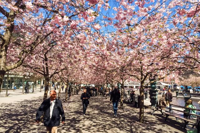 V rozkvitnutom parku KungsträdgårDeň.
foto: archív 