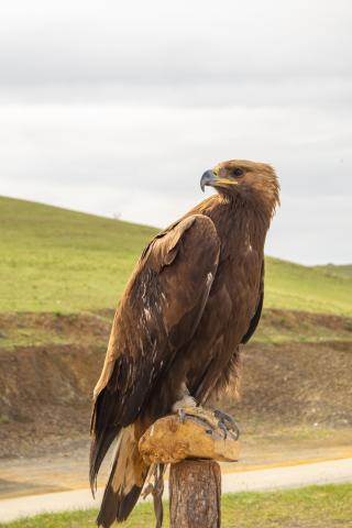 Počuli ste už o orlích lovcoch? foto: Martin Lipinský - 