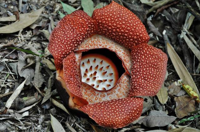 Borneo je domovom obrovského kvetu menom raflézia