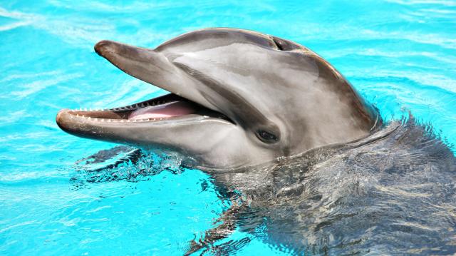 /uploads/usr/10908/zajazdy/usa/friendly-dolphin-2023-11-27-05-3