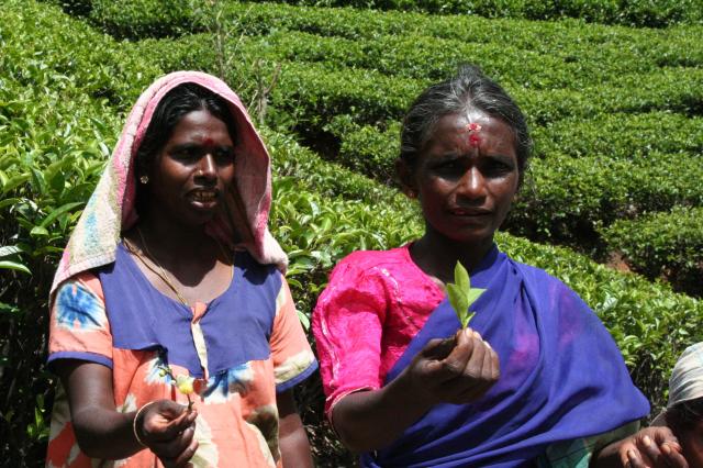 Najlepšími zberačmi sú Tamilčanky. Foto: Katarína Líšková - 