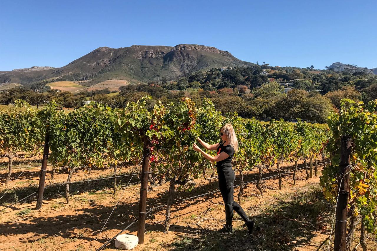 Vo viniciach Groot Constantia. foto: Petra BRCKOVÁ –